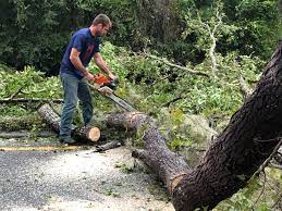 Pittston, PA Tree Services Company