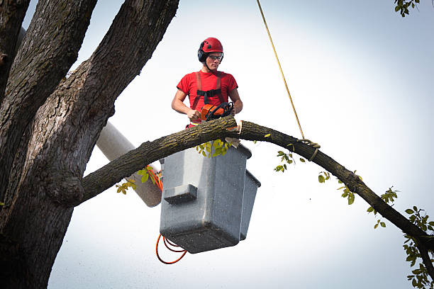 Best Hedge Trimming  in Pittston, PA