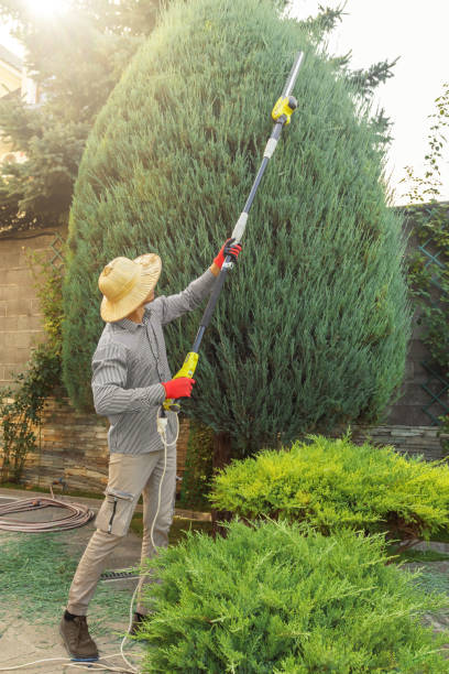 Best Tree Mulching  in Pittston, PA